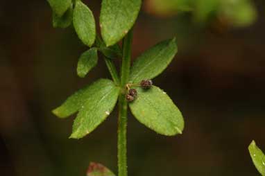 APII jpeg image of Galium australe  © contact APII