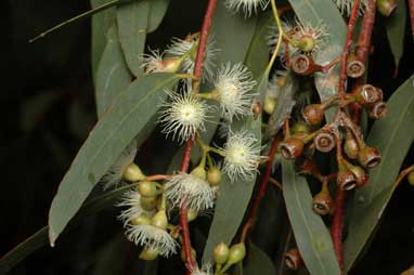 APII jpeg image of Eucalyptus melliodora  © contact APII