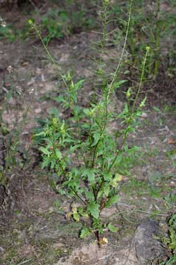 APII jpeg image of Sisymbrium erysimoides  © contact APII