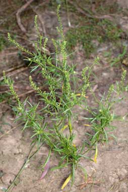 APII jpeg image of Lepidium africanum  © contact APII