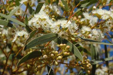 APII jpeg image of Eucalyptus gracilis  © contact APII