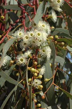 APII jpeg image of Eucalyptus melliodora  © contact APII