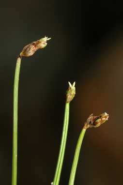 APII jpeg image of Isolepis cernua  © contact APII