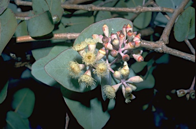 APII jpeg image of Eucalyptus shirleyi  © contact APII