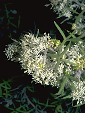 APII jpeg image of Grevillea triloba  © contact APII