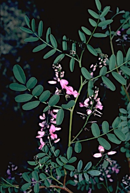 APII jpeg image of Indigofera australis  © contact APII