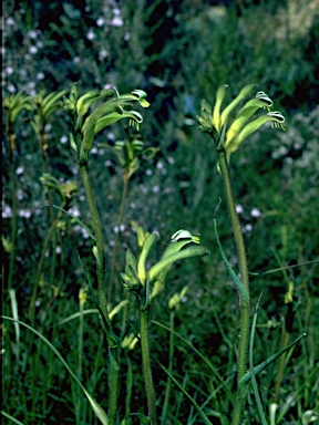 APII jpeg image of Anigozanthos viridis  © contact APII