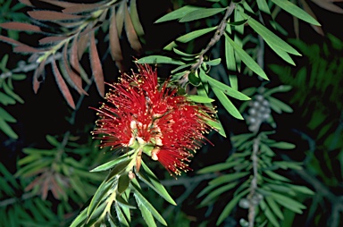 APII jpeg image of Callistemon montanus  © contact APII