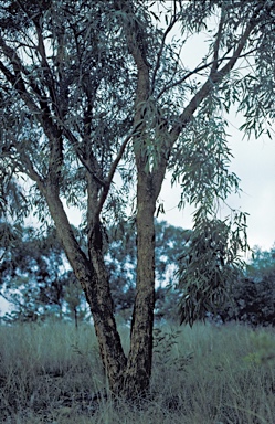 APII jpeg image of Corymbia leichhardtii  © contact APII