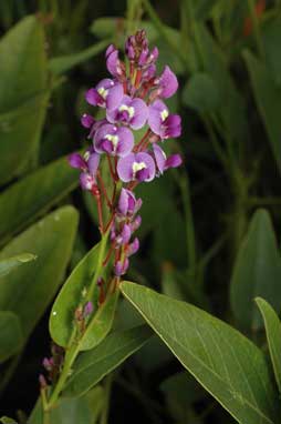 APII jpeg image of Hardenbergia violacea 'Bliss'  © contact APII