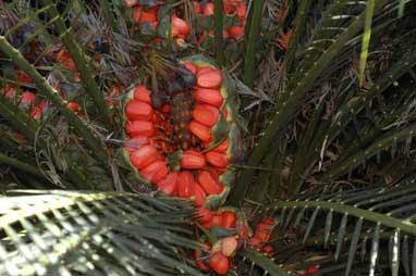 APII jpeg image of Macrozamia communis  © contact APII