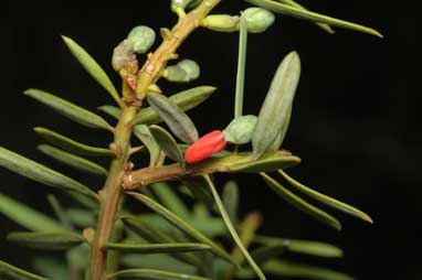 APII jpeg image of Podocarpus cunninghamii x totara  © contact APII