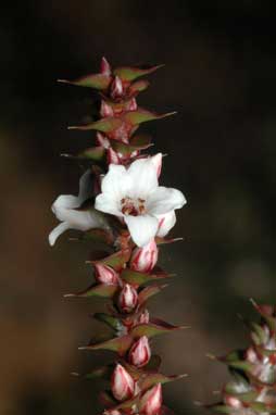 APII jpeg image of Epacris gunnii  © contact APII