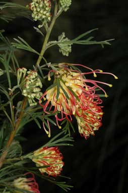 APII jpeg image of Grevillea 'Flora Mason'  © contact APII