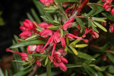 APII jpeg image of Grevillea 'John Evans'  © contact APII