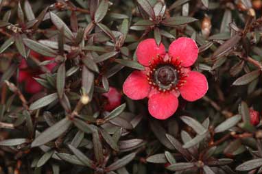 APII jpeg image of Leptospermum 'Dwarf Red'  © contact APII