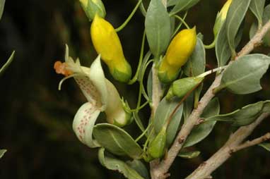 APII jpeg image of Eremophila 'Desert Pride'  © contact APII