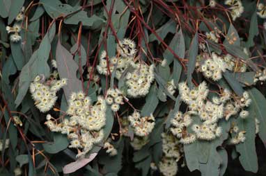 APII jpeg image of Eucalyptus fusiformis  © contact APII