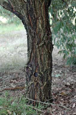 APII jpeg image of Eucalyptus fusiformis  © contact APII