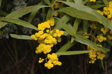 APII jpeg image of Acacia macradenia  © contact APII