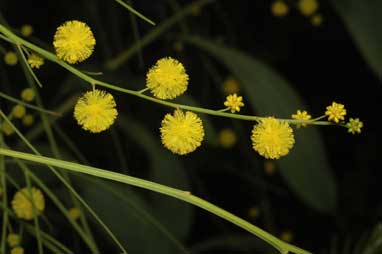 APII jpeg image of Acacia extensa  © contact APII