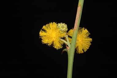 APII jpeg image of Acacia davesioides  © contact APII