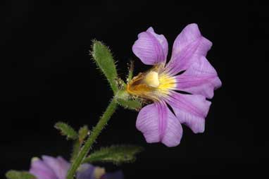 APII jpeg image of Scaevola calliptera  © contact APII