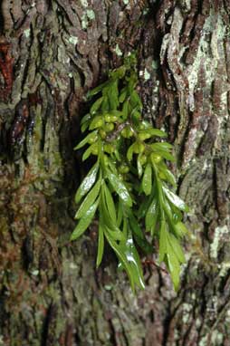 APII jpeg image of Tmesipteris parva  © contact APII