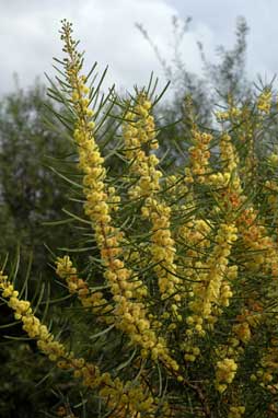 APII jpeg image of Acacia elongata  © contact APII