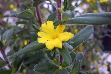 APII jpeg image of Hibbertia linearis  © contact APII