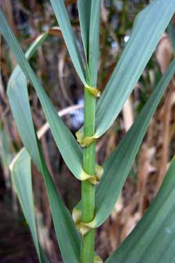 APII jpeg image of Arundo donax  © contact APII