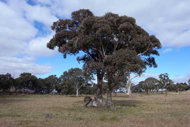 APII jpeg image of Eucalyptus blakelyi  © contact APII