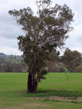 APII jpeg image of Eucalyptus camaldulensis  © contact APII