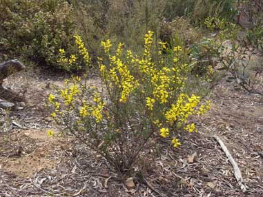 APII jpeg image of Acacia triptera  © contact APII