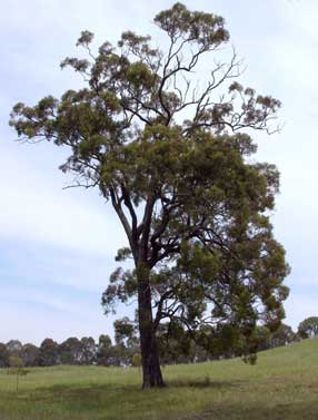 APII jpeg image of Eucalyptus crebra  © contact APII