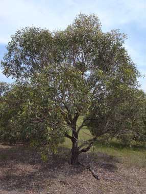 APII jpeg image of Eucalyptus paniculata  © contact APII