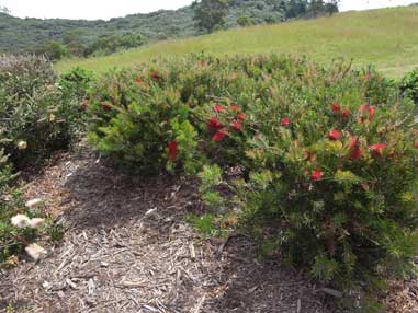 APII jpeg image of Callistemon 'Bretha Beauty'  © contact APII