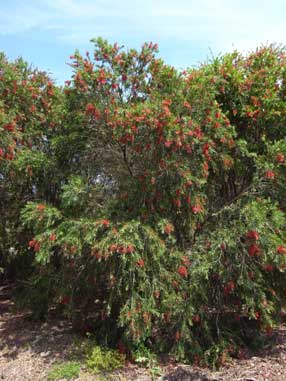 APII jpeg image of Callistemon viminalis 'Dawson River'  © contact APII