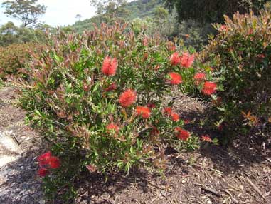 APII jpeg image of Callistemon formosus 'Carmina'  © contact APII