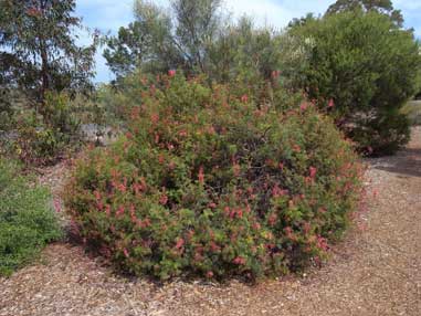 APII jpeg image of Grevillea georgeana  © contact APII