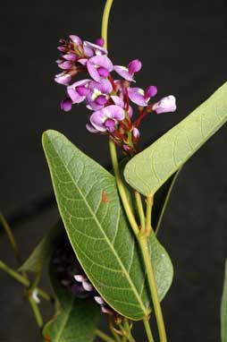 APII jpeg image of Hardenbergia 'Bliss'  © contact APII