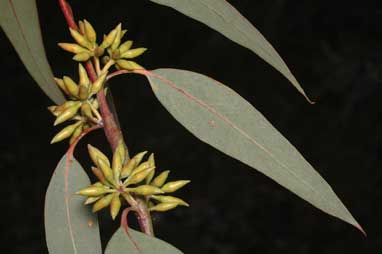 APII jpeg image of Eucalyptus blakelyi  © contact APII