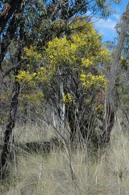 APII jpeg image of Acacia pycnantha  © contact APII