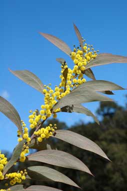 APII jpeg image of Acacia rubida  © contact APII