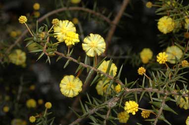 APII jpeg image of Acacia ulicifolia  © contact APII