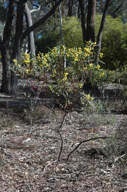 APII jpeg image of Acacia beckleri  © contact APII