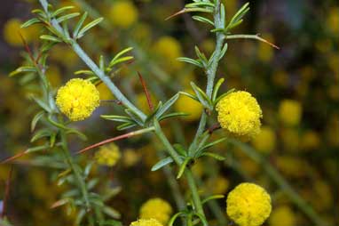 APII jpeg image of Acacia epacantha  © contact APII