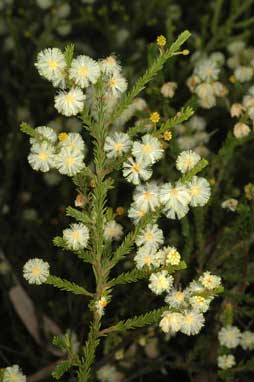 APII jpeg image of Acacia brunioides subsp. brunioides  © contact APII