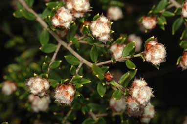 APII jpeg image of Spyridium buxifolium  © contact APII