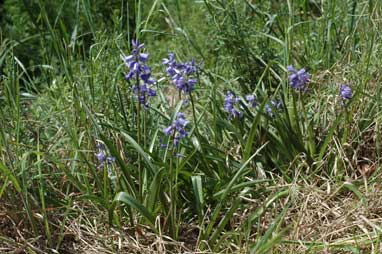 APII jpeg image of Hyacinthoides non-scripta  © contact APII